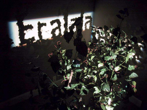Fred Eerdekens - Tree2