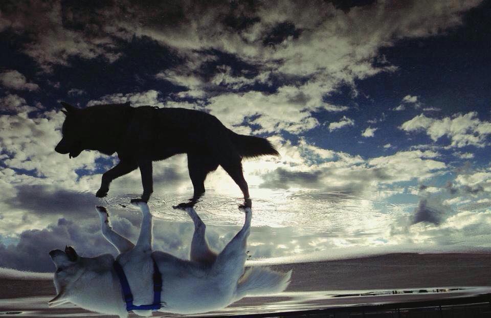 Dog Shadow Optical Illusion